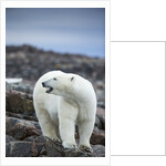 Polar Bear on Harbour Islands, Hudson Bay, Nunavut, Canada by Anonymous