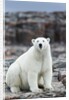 Polar Bear on Harbour Islands, Hudson Bay, Nunavut, Canada by Anonymous