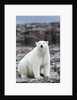 Polar Bear on Harbour Islands, Hudson Bay, Nunavut, Canada by Anonymous