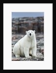 Polar Bear on Harbour Islands, Hudson Bay, Nunavut, Canada by Anonymous