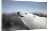 Polar Bear on Harbour Islands, Hudson Bay, Nunavut, Canada by Anonymous