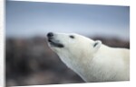Polar Bear on Harbour Islands, Hudson Bay, Nunavut, Canada by Anonymous