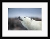 Polar Bear on Harbour Islands, Hudson Bay, Nunavut, Canada by Anonymous
