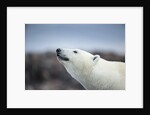 Polar Bear on Harbour Islands, Hudson Bay, Nunavut, Canada by Anonymous