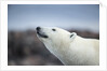 Polar Bear on Harbour Islands, Hudson Bay, Nunavut, Canada by Anonymous