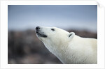 Polar Bear on Harbour Islands, Hudson Bay, Nunavut, Canada by Anonymous