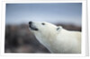 Polar Bear on Harbour Islands, Hudson Bay, Nunavut, Canada by Anonymous