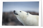 Polar Bear on Harbour Islands, Hudson Bay, Nunavut, Canada by Anonymous