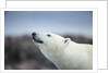 Polar Bear on Harbour Islands, Hudson Bay, Nunavut, Canada by Anonymous