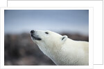 Polar Bear on Harbour Islands, Hudson Bay, Nunavut, Canada by Anonymous
