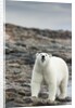 Polar Bear on Harbour Islands, Hudson Bay, Nunavut, Canada by Anonymous