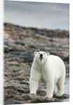 Polar Bear on Harbour Islands, Hudson Bay, Nunavut, Canada by Anonymous