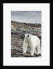 Polar Bear on Harbour Islands, Hudson Bay, Nunavut, Canada by Anonymous