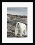 Polar Bear on Harbour Islands, Hudson Bay, Nunavut, Canada by Anonymous