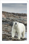 Polar Bear on Harbour Islands, Hudson Bay, Nunavut, Canada by Anonymous