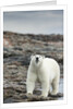 Polar Bear on Harbour Islands, Hudson Bay, Nunavut, Canada by Anonymous