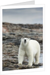Polar Bear on Harbour Islands, Hudson Bay, Nunavut, Canada by Anonymous