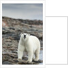 Polar Bear on Harbour Islands, Hudson Bay, Nunavut, Canada by Anonymous