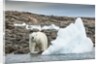 Polar Bear on Harbour Islands, Hudson Bay, Nunavut, Canada by Anonymous