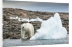 Polar Bear on Harbour Islands, Hudson Bay, Nunavut, Canada by Anonymous