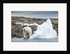 Polar Bear on Harbour Islands, Hudson Bay, Nunavut, Canada by Anonymous