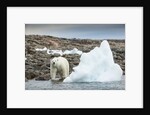 Polar Bear on Harbour Islands, Hudson Bay, Nunavut, Canada by Anonymous