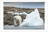 Polar Bear on Harbour Islands, Hudson Bay, Nunavut, Canada by Anonymous