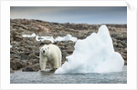 Polar Bear on Harbour Islands, Hudson Bay, Nunavut, Canada by Anonymous