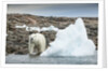Polar Bear on Harbour Islands, Hudson Bay, Nunavut, Canada by Anonymous