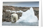 Polar Bear on Harbour Islands, Hudson Bay, Nunavut, Canada by Anonymous