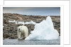 Polar Bear on Harbour Islands, Hudson Bay, Nunavut, Canada by Anonymous