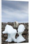 Polar Bear on Harbour Islands, Hudson Bay, Nunavut, Canada by Anonymous