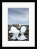 Polar Bear on Harbour Islands, Hudson Bay, Nunavut, Canada by Anonymous