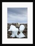 Polar Bear on Harbour Islands, Hudson Bay, Nunavut, Canada by Anonymous