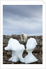 Polar Bear on Harbour Islands, Hudson Bay, Nunavut, Canada by Anonymous