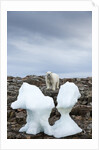 Polar Bear on Harbour Islands, Hudson Bay, Nunavut, Canada by Anonymous