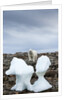 Polar Bear on Harbour Islands, Hudson Bay, Nunavut, Canada by Anonymous