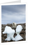 Polar Bear on Harbour Islands, Hudson Bay, Nunavut, Canada by Anonymous