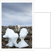 Polar Bear on Harbour Islands, Hudson Bay, Nunavut, Canada by Anonymous