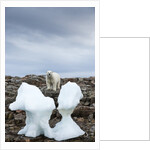 Polar Bear on Harbour Islands, Hudson Bay, Nunavut, Canada by Anonymous