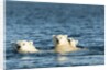 Polar Bear Cubs Swimming, Hudson Bay, Nunavut, Canada by Anonymous