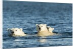 Polar Bear Cubs Swimming, Hudson Bay, Nunavut, Canada by Anonymous
