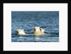 Polar Bear Cubs Swimming, Hudson Bay, Nunavut, Canada by Anonymous