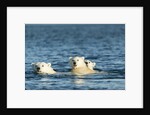 Polar Bear Cubs Swimming, Hudson Bay, Nunavut, Canada by Anonymous