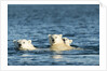 Polar Bear Cubs Swimming, Hudson Bay, Nunavut, Canada by Anonymous