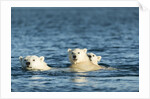 Polar Bear Cubs Swimming, Hudson Bay, Nunavut, Canada by Anonymous