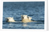 Polar Bear Cubs Swimming, Hudson Bay, Nunavut, Canada by Anonymous