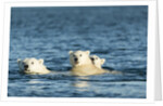 Polar Bear Cubs Swimming, Hudson Bay, Nunavut, Canada by Anonymous