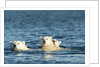 Polar Bear Cubs Swimming, Hudson Bay, Nunavut, Canada by Anonymous