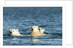 Polar Bear Cubs Swimming, Hudson Bay, Nunavut, Canada by Anonymous